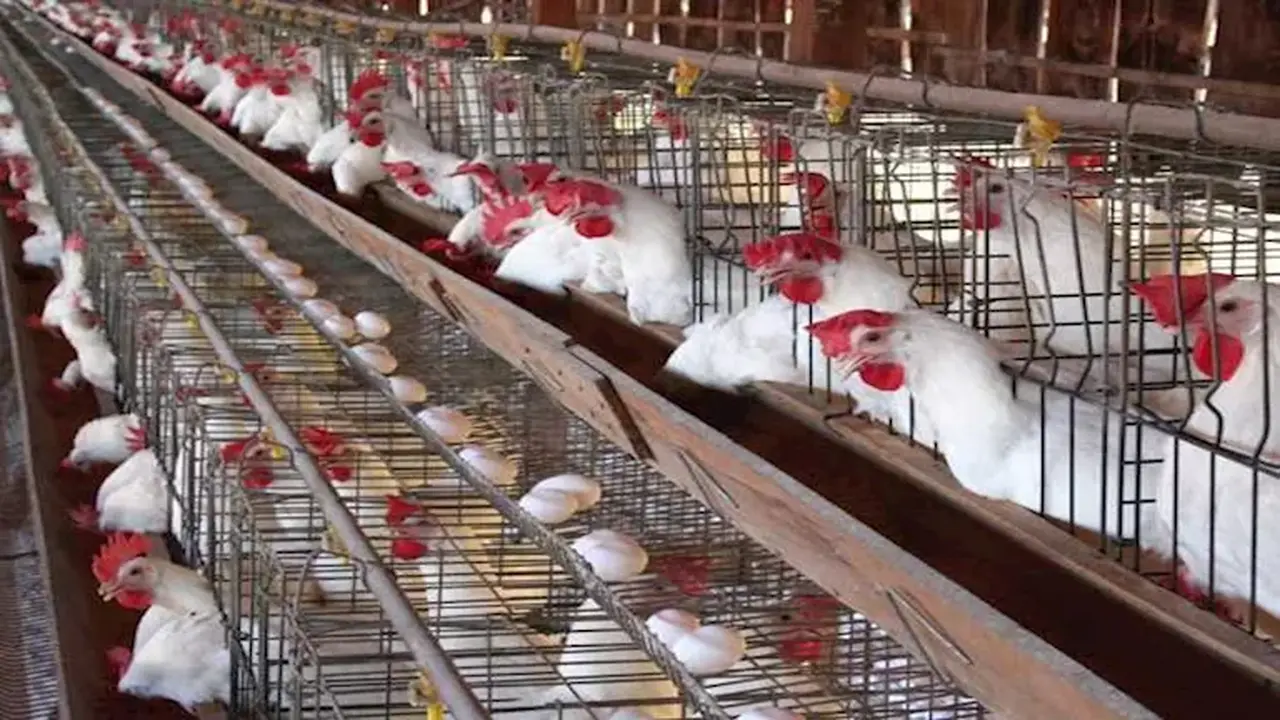 انخفاض أسعار الدواجن والبيض في الأسواق المصرية خلال تعاملات يوم الثلاثاء